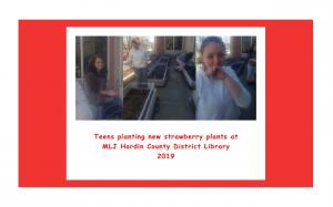 Planting strawberry plants. Thank you! Planting strawberry plants. Thank you!